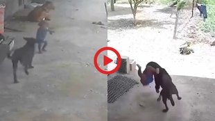 Viral Instagram Reels, Dog Attack Video, Stray Dog Attack Viral Video