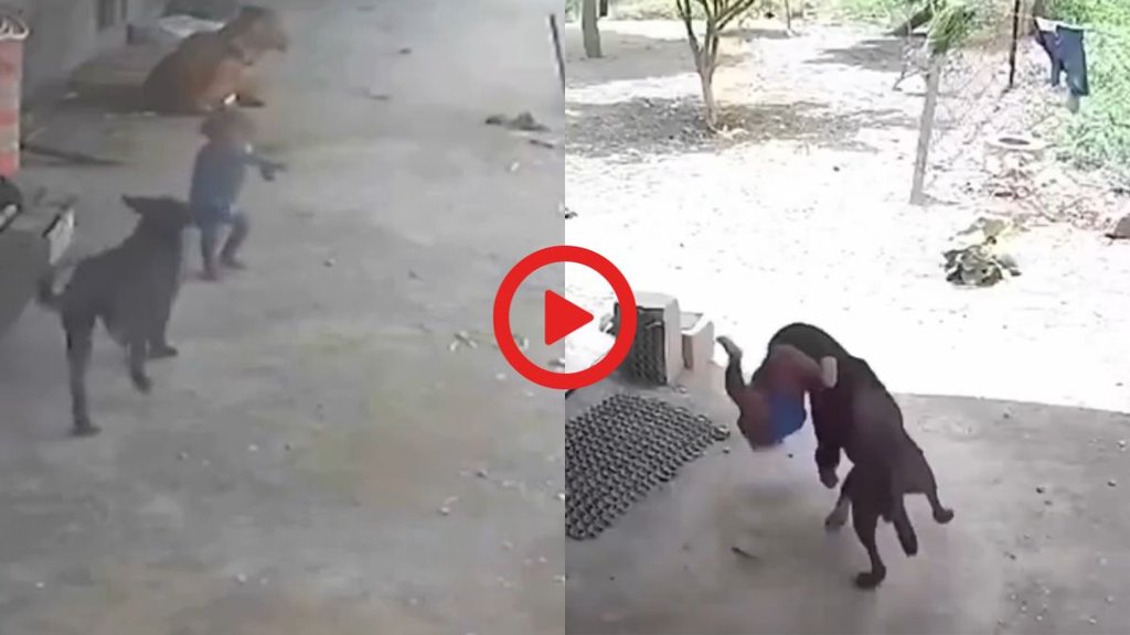 Viral Instagram Reels, Dog Attack Video, Stray Dog Attack Viral Video