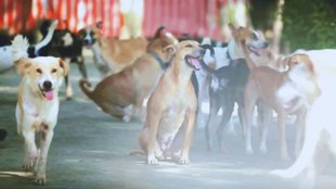 Stray Dog | rajasthan news | high court news