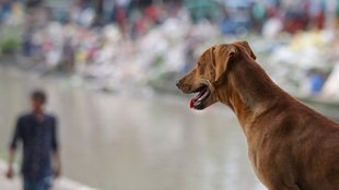 Stray Dogs