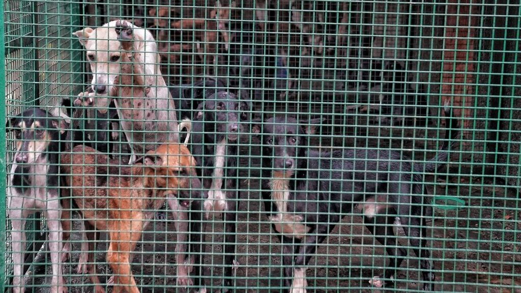 Stray Dogs, Shelter Home, Stray Dog Shelter Home