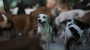 street dog menace, rabies cases