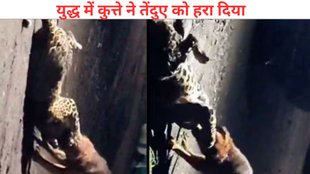 Stray dog viral video, Stray dog leopard fight video