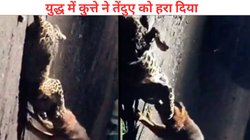तेंदुए पर भारी पड़ा आवारा कुत्ता, 300 मीटर तक घसीटा, जंग में ऐसे दी मात, चौंका रहा Viral Video