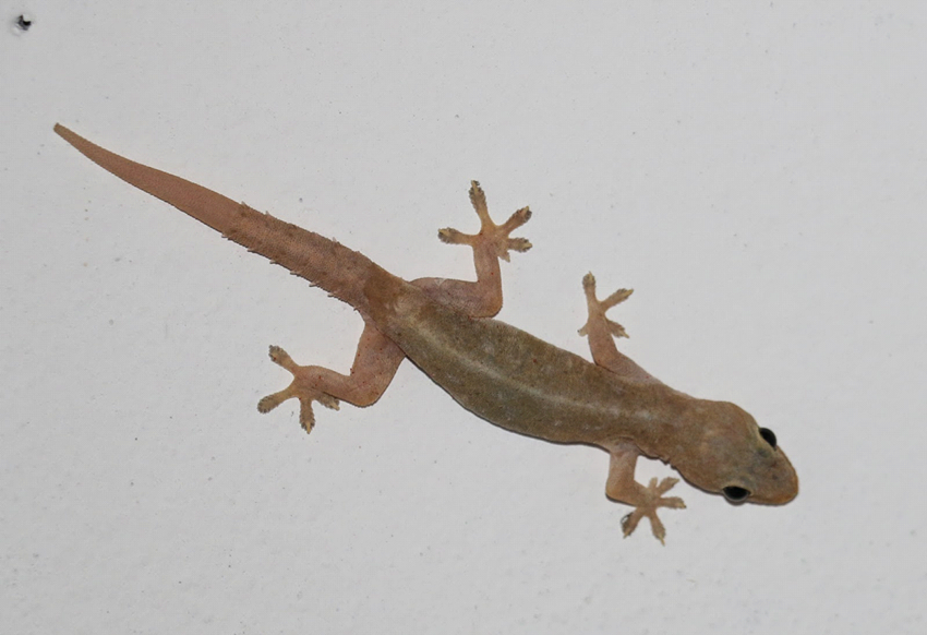 Summer Problem Increase in Lizards and How to Control Them