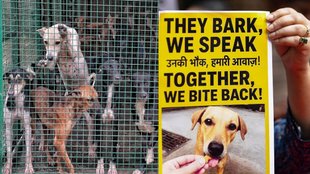 Supreme Court stray dog hearing