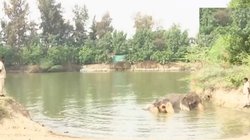 सुप्रीम कोर्ट द्वारा गठित SIT करेगी रिलायंस फाउंडेशन के वनतारा के खिलाफ मिली शिकायतों की जाँच