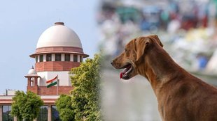 Supreme Court hearing again stray dogs case