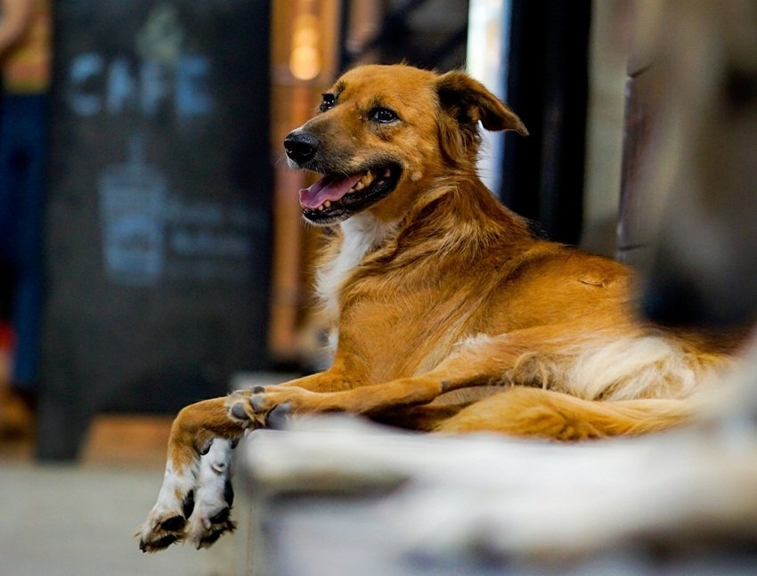 Think Dogs Are Harmless