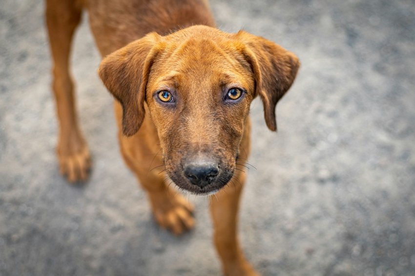 Top 10 Dog-Borne Diseases You Must Know About