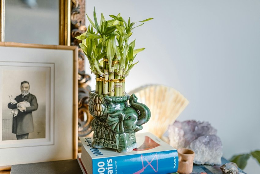 Top Healing Plants to Keep Your Family Fit and Healthy