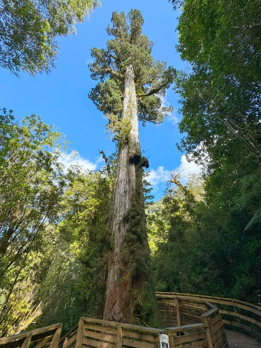 Tree Could Outlive Methuselah