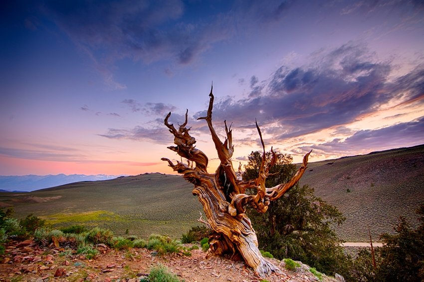 Tree That Holds Secrets of Climate Change