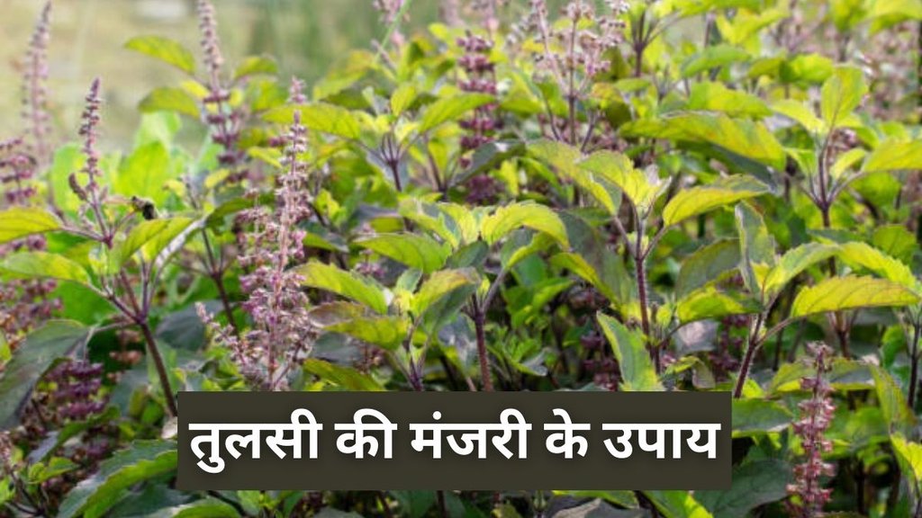 Tulsi Manjari Ke Upay, Tulsi Manjari Ke Totke, Tulsi Manjari Se Paise Ka Upay, Tulsi Manjari Ke Fayde, Tulsi Manjari Se Lakshmi Prapti, Tulsi Manjari Ke Achuk Upay, Tulsi Manjari Ke Upay In Hindi, Tulsi Manjari Ke Upchar, Tulsi Manjari Ka Mahatva, Tulsi Manjari Ke Upay Se Paise Ki Samasya Kaise Door Kare, Tulsi Manjari Ke Upay For Wealth And Prosperity, Tulsi Manjari Se Maa Lakshmi Ko Kaise Prasann Kare, Tulsi Manjari Ke Upay Se Kya Fayda Hota Hai, Tulsi Manjari Ke Upay Ghar Me Sukh Samriddhi Ke Liye, Tulsi ke Upay in hindi