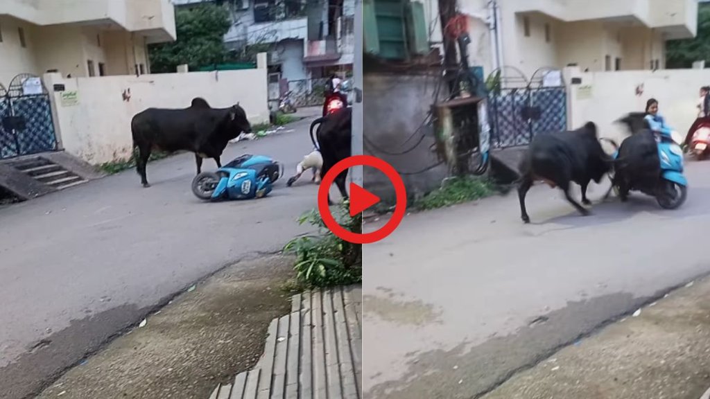 Viral Video| Trending Video| Viral news