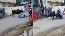 सड़क पर भिड़ गए दो सांड, लड़ते-लड़ते स्कूटी स्वार युवती को मारी टक्कर, गिराया नीचे और फिर…, कमजोर दिल वाले ना देखें यह Viral Video