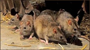 ghar se chuhon ko kaise bhagaye, get rid of rats, How to Get Rid of Rats, home remedies to get rid of rats