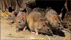 चूहों ने घर में मचा रखा है आतंक? इन 3 टिप्स से बिना मारे ही मिलेगा छुटकारा