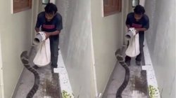 विशालकाय कोबरा को रेस्क्यू करने पहुंचा था शख्स, अपना रहा था हर पैंतरा, तभी सांप ने फैलाया फन और…, दिल की धड़कनें बढ़ा रहा King Cobra का Viral Video