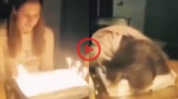 दोस्तों के बर्डथे पर कभी न करें यह प्रैंक, मजाक के चक्कर में जा सकती है आपके अपनों की जान, दिमाग की बत्ती जला देगा यह Viral Video