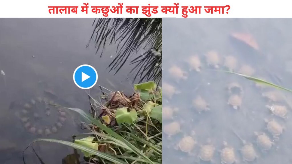 Viral Video, turtles viral video, aimal viral video