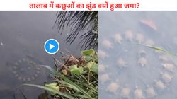 झील में गोला बनाकर इंसानों की तरह एक जगह जमा हो गए कछुए, सारियस मीटिंग या… क्या है वजह? Viral Video देख चौंके लोग