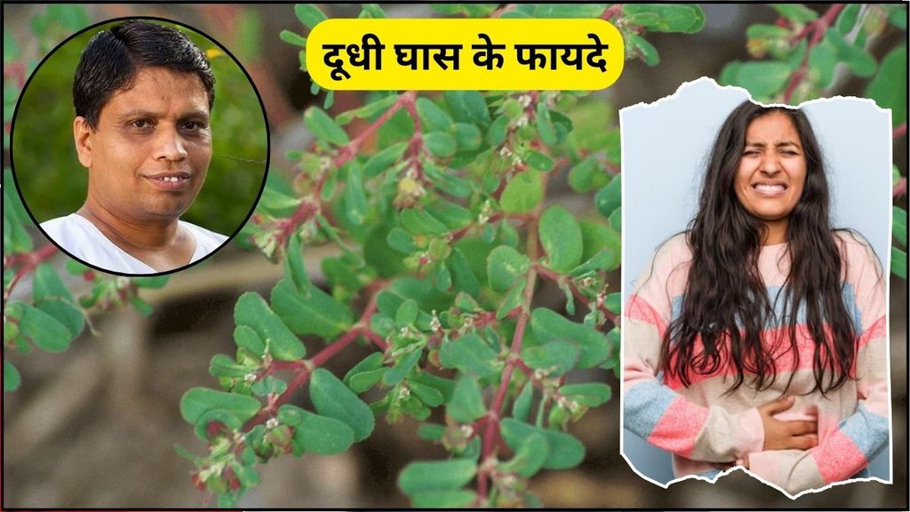 Badi Dudhi Ghaas, Badi Dudhi Ghaas benefits, These 5 Peoples Consume Badi Dudhi Ghaas, Badi Dudhi Ghaas Ke Fayde, Badi Dudhi Ghaas Kadha, Badi Dudhi Ghaas ke fayde, acharya balkrishna tips