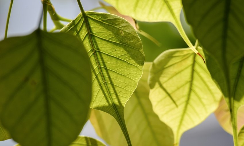 Peepal tree superstitions