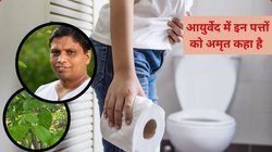 सिर्फ 2 पत्ते रोज़ खा लें खाना आंतों में सड़ेगा नहीं बल्कि पचेगा, आचार्य बालकृष्ण ने बताया इसे पेट का रामबाण इलाज, जानिए कैसे