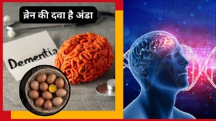 Consume two eggs a week to improve brain health,eggs benefits for brain health, brain health news, preventing Alzheimer's dementia,nutritional benefits of eggs
