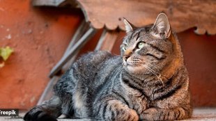 Man killing cat posting video on Insta, Cat killing video Instagram,