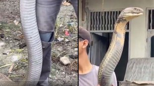 King Cobra viral video, King Cobra news, King Cobra longest venomous snake