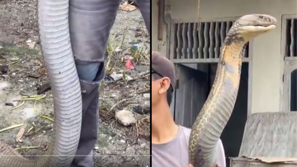 King Cobra viral video, King Cobra news, King Cobra longest venomous snake