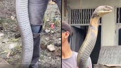 इंसान से तीन गुना बड़ा किंग कोबरा, फन फैलाकर शख्स के सामने हुआ खड़ा, सबसे जहरीला-सबसे लंबा सांप; Viral Video देख उड़ गए होश