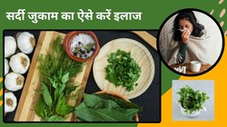 सेहत के लिए अमृत हैं तुलसी की पत्तियां, बरसात में इस तरह काढ़ा बनाकर पिएं, मौसमी बीमारियों से होगा बचाव