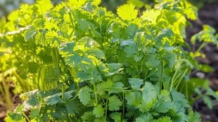 coriander leaves , coriander leaves store, How To Keep Coriander Leaves FRESH