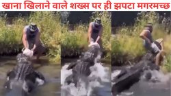 मगरमच्छ को खाना खिलाने पानी में उतरा शख्स, खूंखार ने इंसान को ही निगलने की कर रखी थी तैयारी… Viral Video देख कांप जाएगी रूह