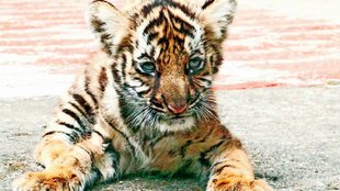 cub