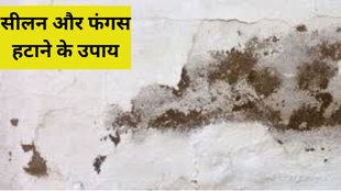 deewar mein seelan ko kaise roke, Ghar Me Seelan Ko Kaise Thik Kare, how to get rid of damp fungus, damp fungus