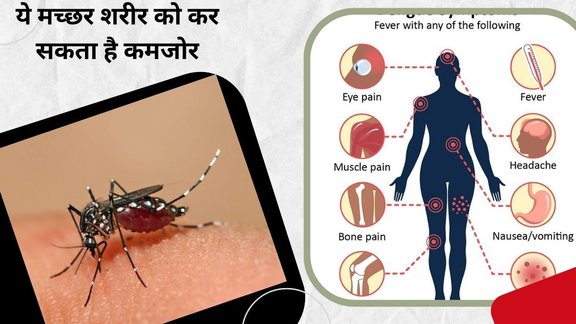 dengue symptoms, dengue fever, dengue test, mosquito, dengue mosquito, malaria, dengue malaria, symptoms of dengue, dengue fever symptoms,