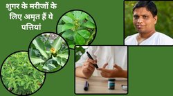 डायबिटीज मरीज तुलसी और करी पत्ता नहीं बल्कि खाएं ये 3 तरह की पत्तियां, Blood Sugar 500mg/dl भी हो जाएगा नॉर्मल, देखिए कैसे