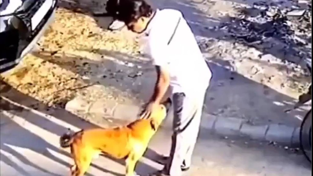 Dog attack man, viral video, video viral,