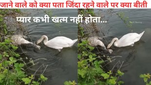 swan video, swans viral video