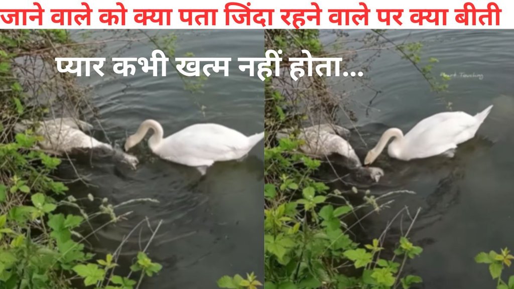 swan video, swans viral video