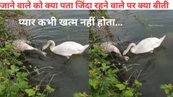 साथी की हो चुकी थी मौत, चोंच से उसे जगाने की लगातार कोशिश करता रहा हंस, विरह की तड़प देख हो जाएंगे इमोशनल, Viral Video