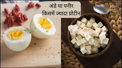 उबले अंडे या पनीर, किसमें है ज्यादा प्रोटीन और कैसे खाएं? मांसपेशियों की मजबूती के साथ वजन कम करने में कौन सा बेहतर