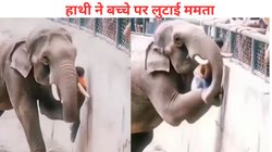 हाथी के बाड़े में गिरा बच्चा, गजराज ने पैरों और सूंड की मदद से गोद लेकर उठाया फिर मां को सौंप दिया, Viral Video देख चौंक गए लोग