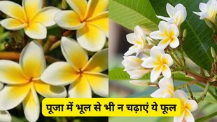 Vastu tips for flowers in puja path, पूजा में वर्जित फूल, पूजा में किन फूलों का उपयोग न करें, भगवान को कौन से फूल नहीं चढ़ाना चाहिए, prohibited flowers in Hindu worship, flowers not to offer to God, Vastu tips for flowers in puja, puja me kaun se phool nahi chadhaye, पूजा में फूलों के नियम, Devi Devta ko kaun se phool na chadhaye, forbidden flowers in Hindu rituals, vastu tips, vastu shastra, vastu tips for flowers