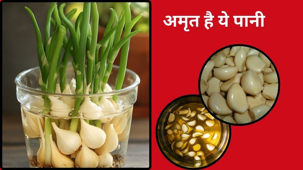 Health benefits of garlic water, Health benefits of garlic water in morning, Health benefits of garlic water every morning, Health benefits of garlic water empty stomach,