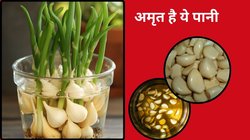 जीरा-अजवाइन नहीं बल्कि सुबह की शुरुआत लहसुन पानी से करें, बदल जाएगा शरीर का सिस्टम, जानें 5 चौंकाने वाले फायदे!